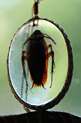 cockroach pendant